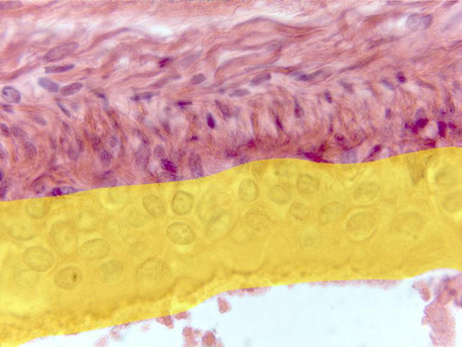 Epidermis