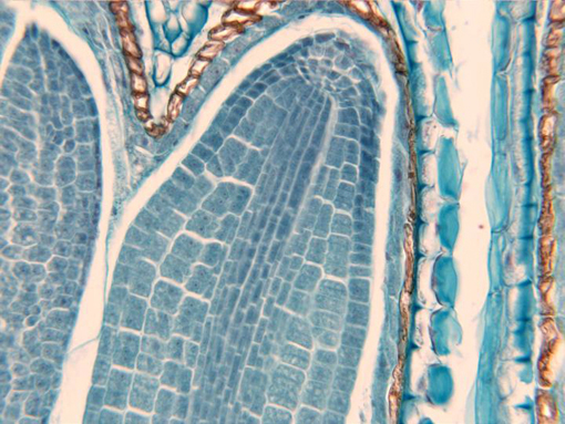 Protoderme Vegetal Epidermis