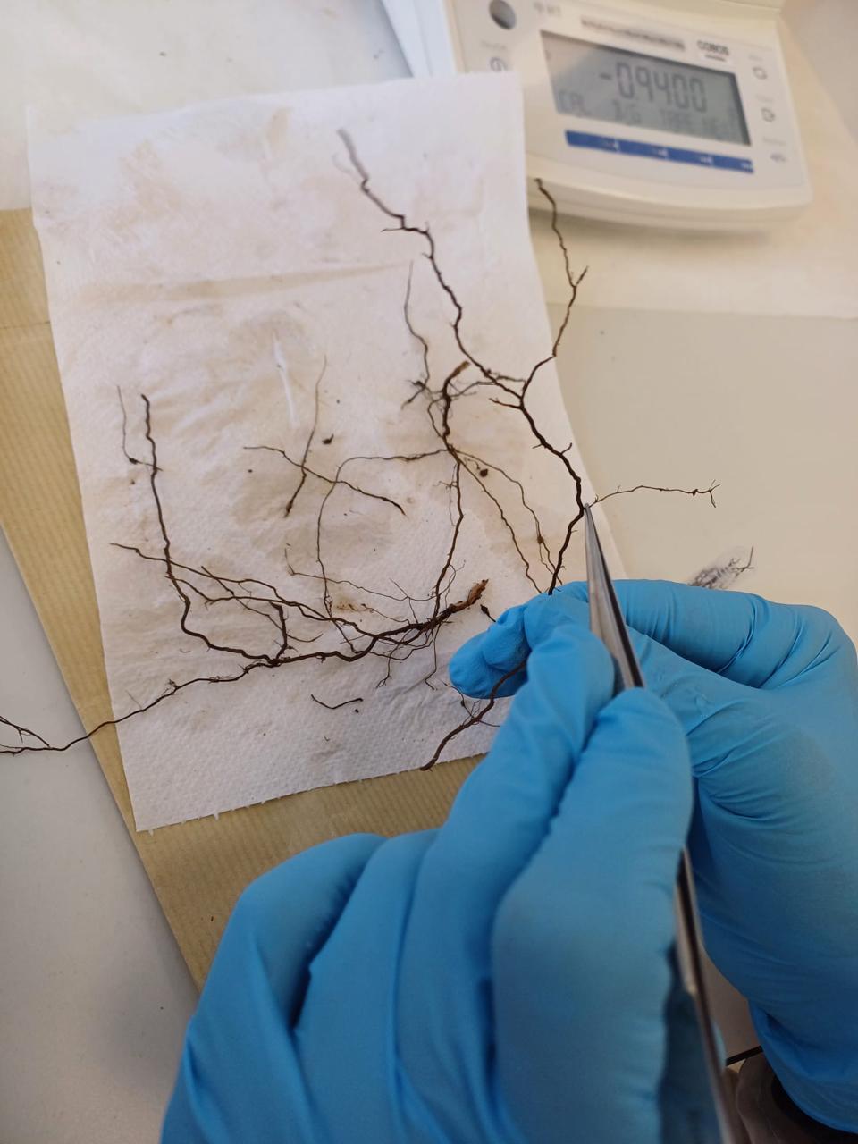 Microbiota y reclutamiento vegetal