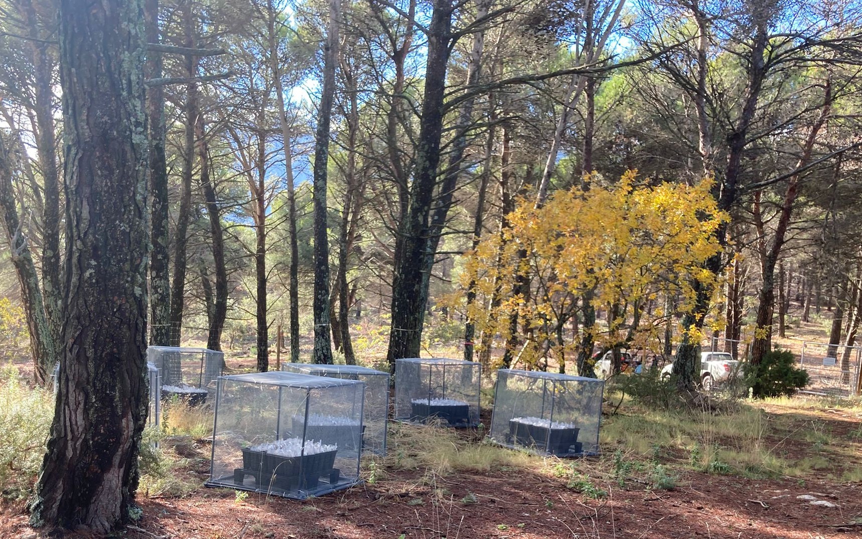 Migracion altitudinal